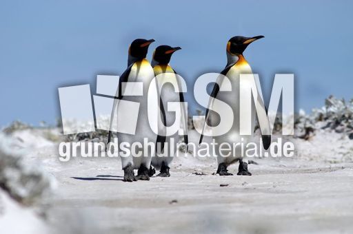 Königspinguin (60 von 84).jpg